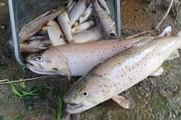 Plus d'un millier de poissons retrouvés morts dans La Sionge