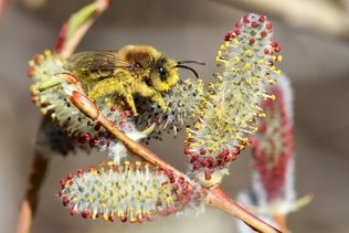 Biodiversité: Fribourg subventionne des actions concrètes en milieu bâti